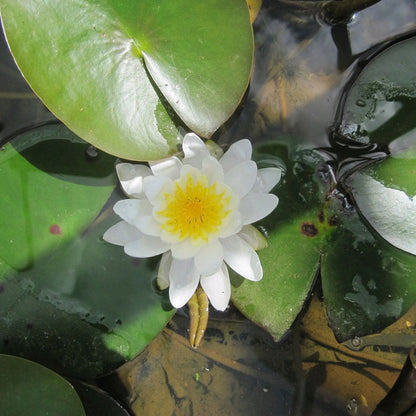 Nymphaea Marliacea Albida 3Ltr