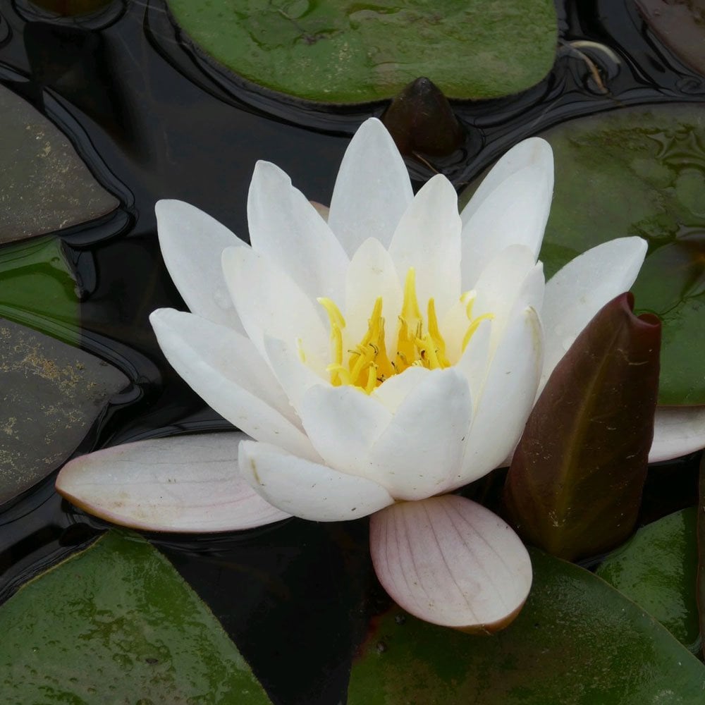 Nymphaea  Marliacea Carnea