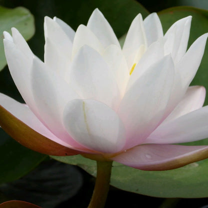 Nymphaea  Marliacea Carnea