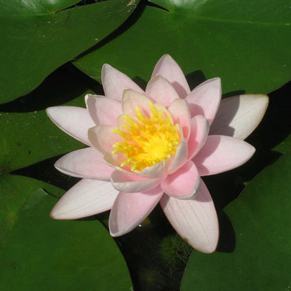 Nymphaea  Marliacea Carnea