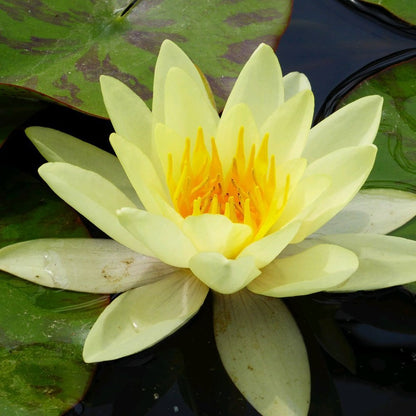 Nymphaea Marliacea Chromatella