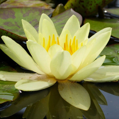 Nymphaea Marliacea Chromatella