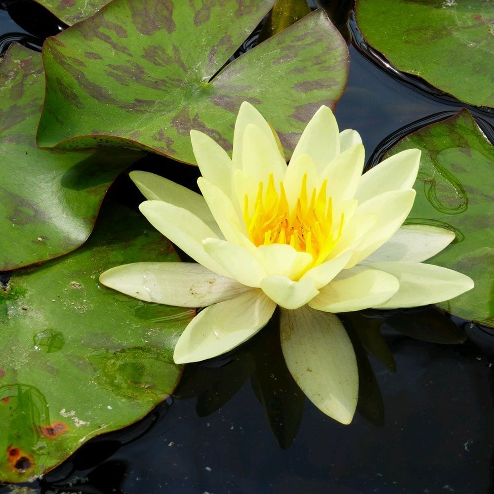 Nymphaea Marliacea Chromatella