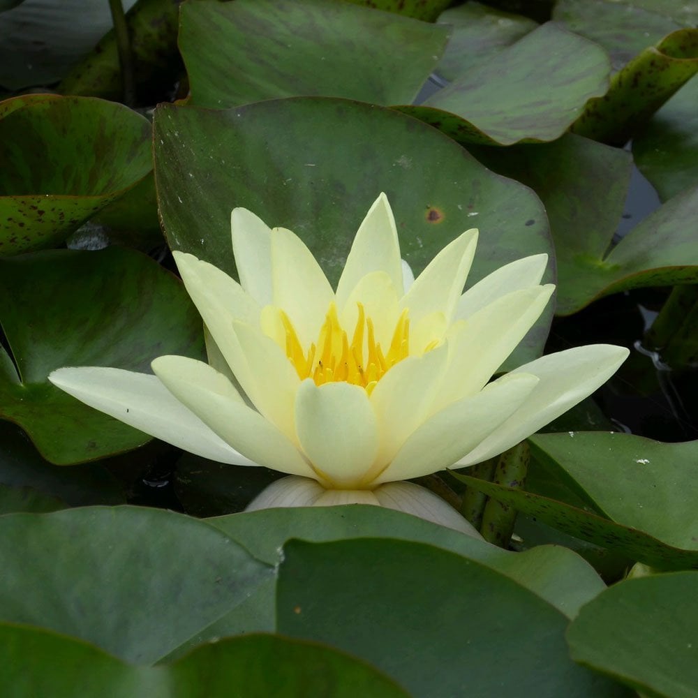 Nymphaea Marliacea Chromatella