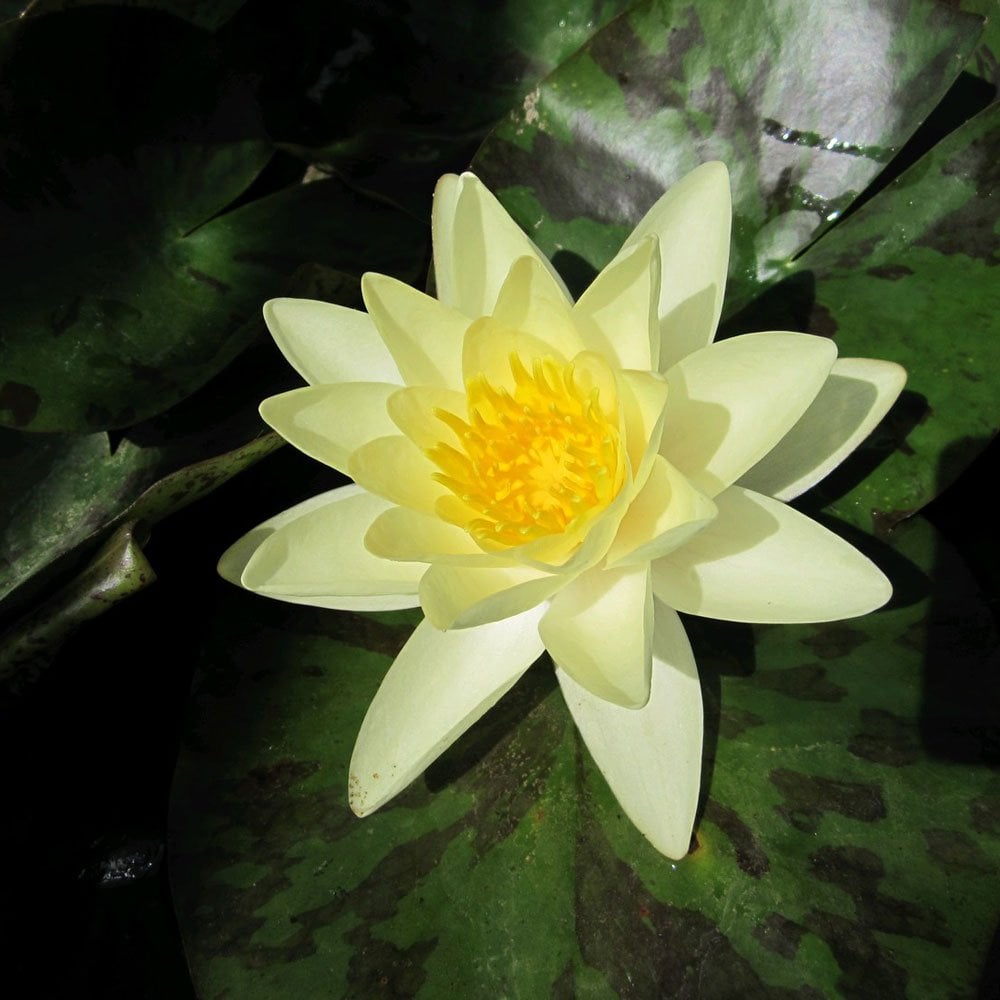 Nymphaea Marliacea Chromatella