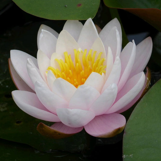 Nymphaea Marliacea Rosea 3Ltr