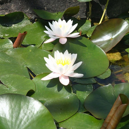 Nymphaea Marliacea Rosea 3Ltr