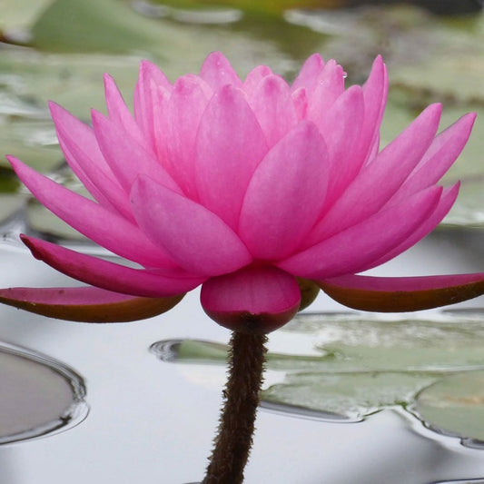 Nymphaea Mayla 3Ltr