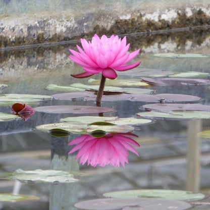 Nymphaea Mayla 3Ltr