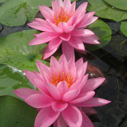 Nymphaea Mayla 3Ltr