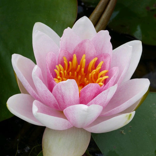 Nymphaea Mrs Richmond 3Ltr