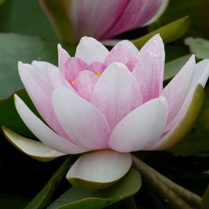 Nymphaea Mrs Richmond 3Ltr