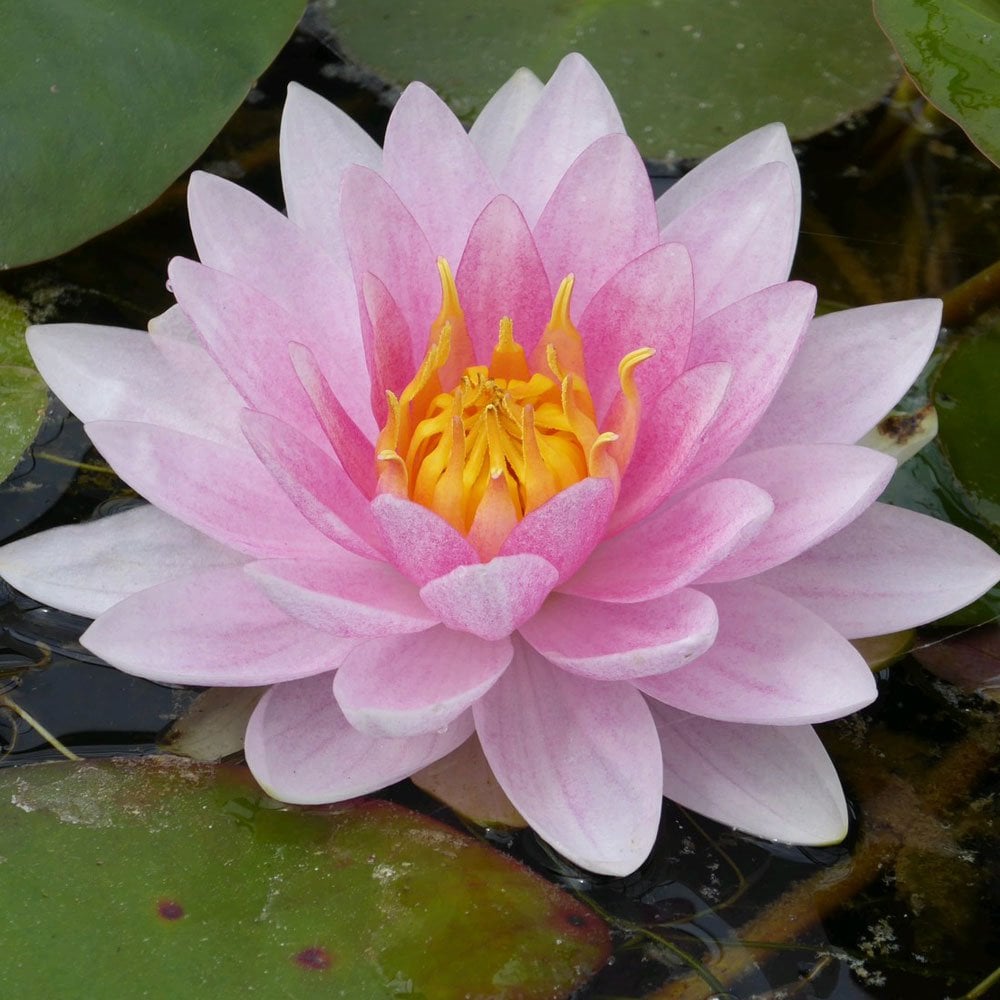 Nymphaea Mrs Richmond 3Ltr