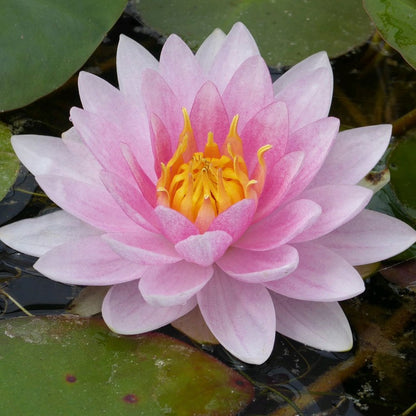 Nymphaea Mrs Richmond 3Ltr