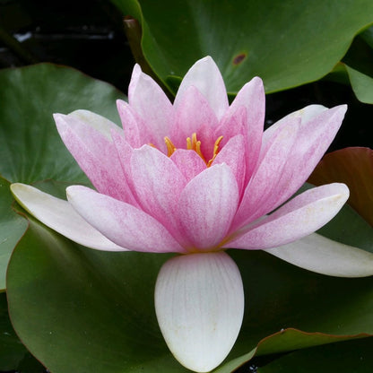 Nymphaea Mrs Richmond 3Ltr