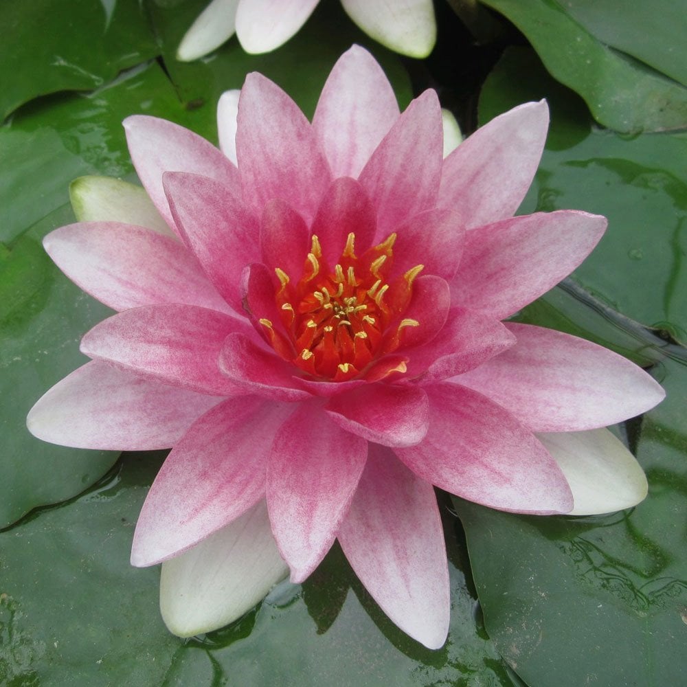 Nymphaea Mrs Richmond 3Ltr