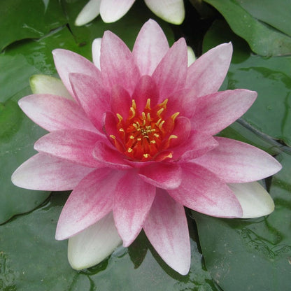 Nymphaea Mrs Richmond 3Ltr