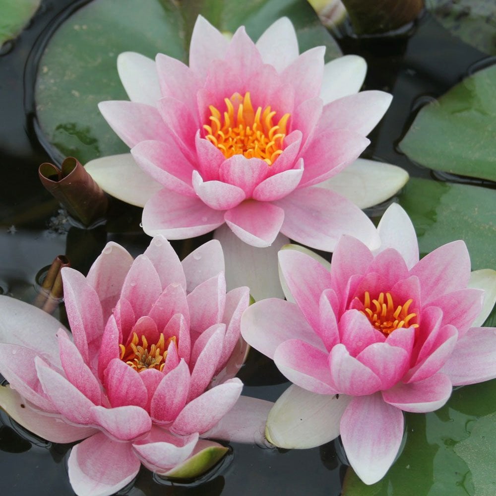 Nymphaea Mrs Richmond 3Ltr