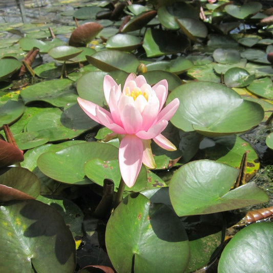 Nymphaea Odorata Firecrest 3Ltr