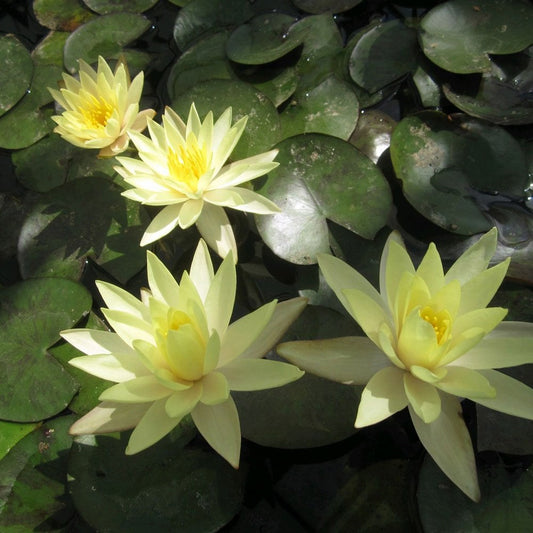 Nymphaea Odorata Sulphurea