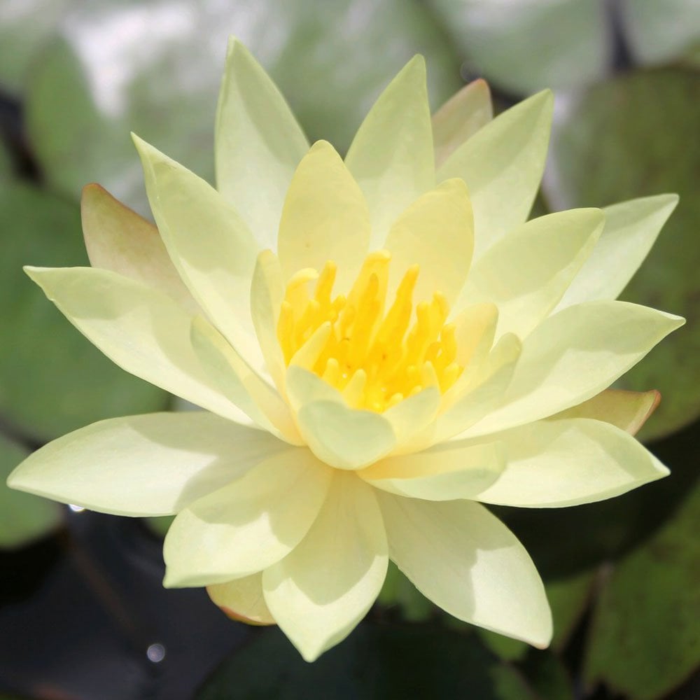 Nymphaea Odorata Sulphurea