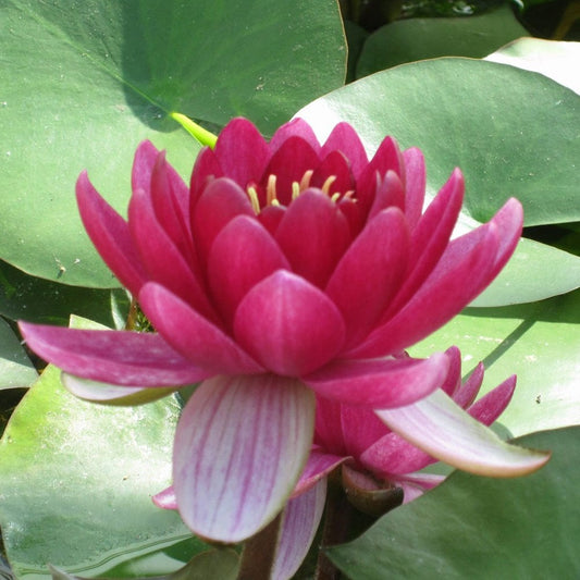 Nymphaea Perrys Baby Red