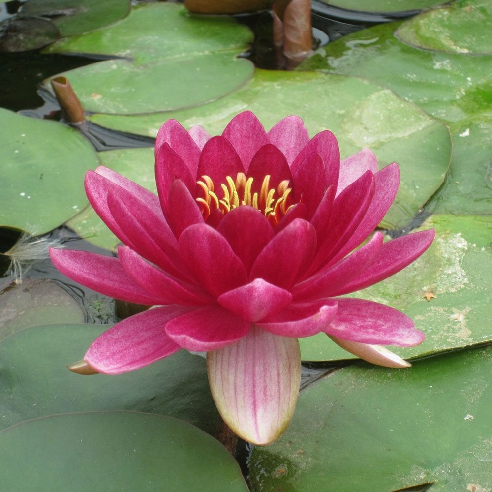 Nymphaea Perrys Baby Red