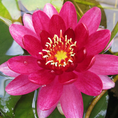 Nymphaea Perrys Baby Red