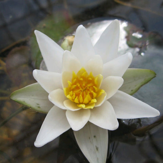 Nymphaea Pygmaea Alba