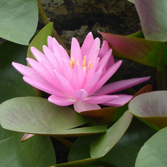 Nymphaea Rose Arey 3Ltr
