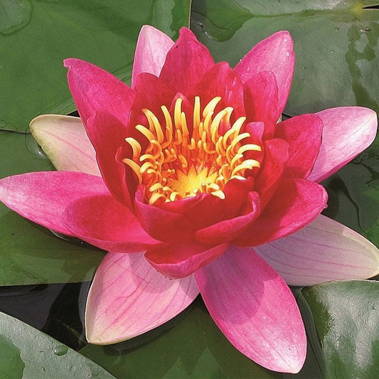 Nymphaea Vesuve 3Ltr