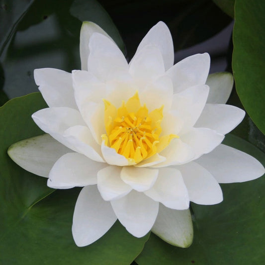 Nymphaea Virginalis
