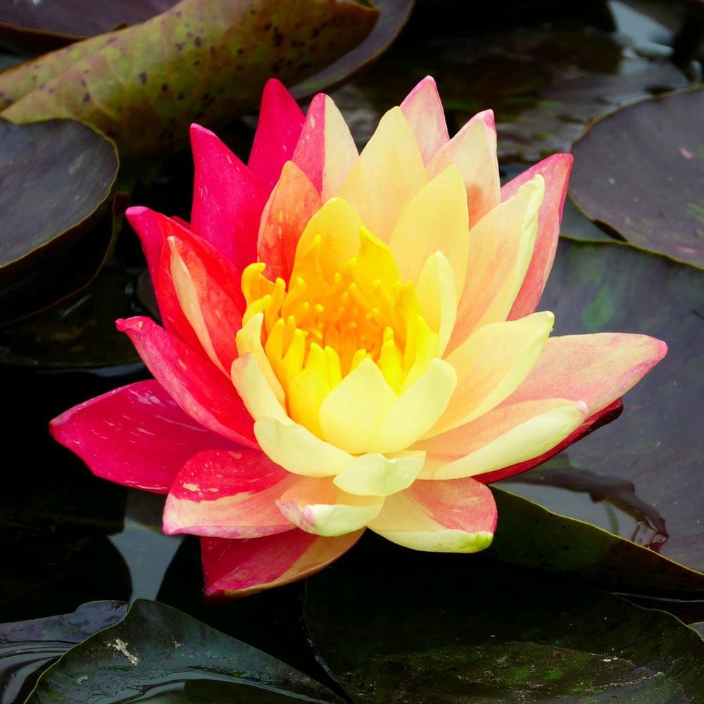 Nymphaea Wanvisa