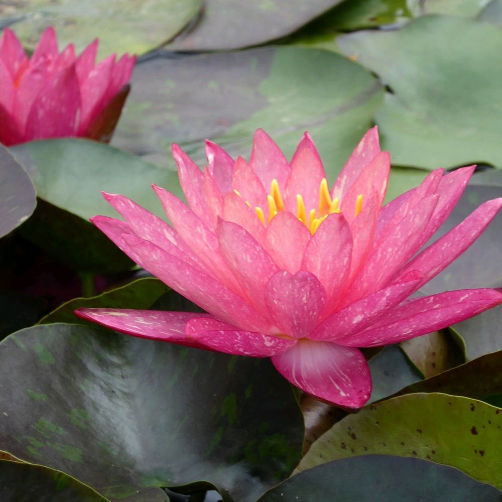 Nymphaea Wanvisa