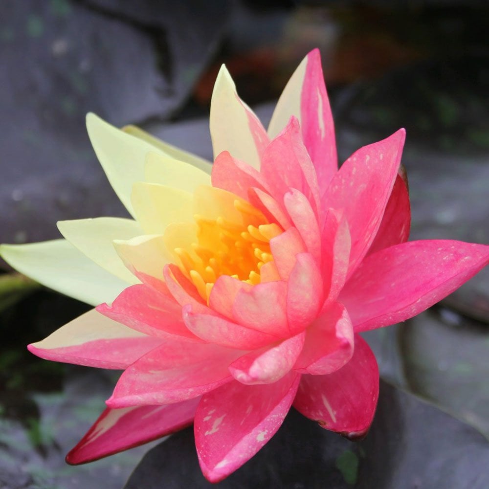 Nymphaea Wanvisa