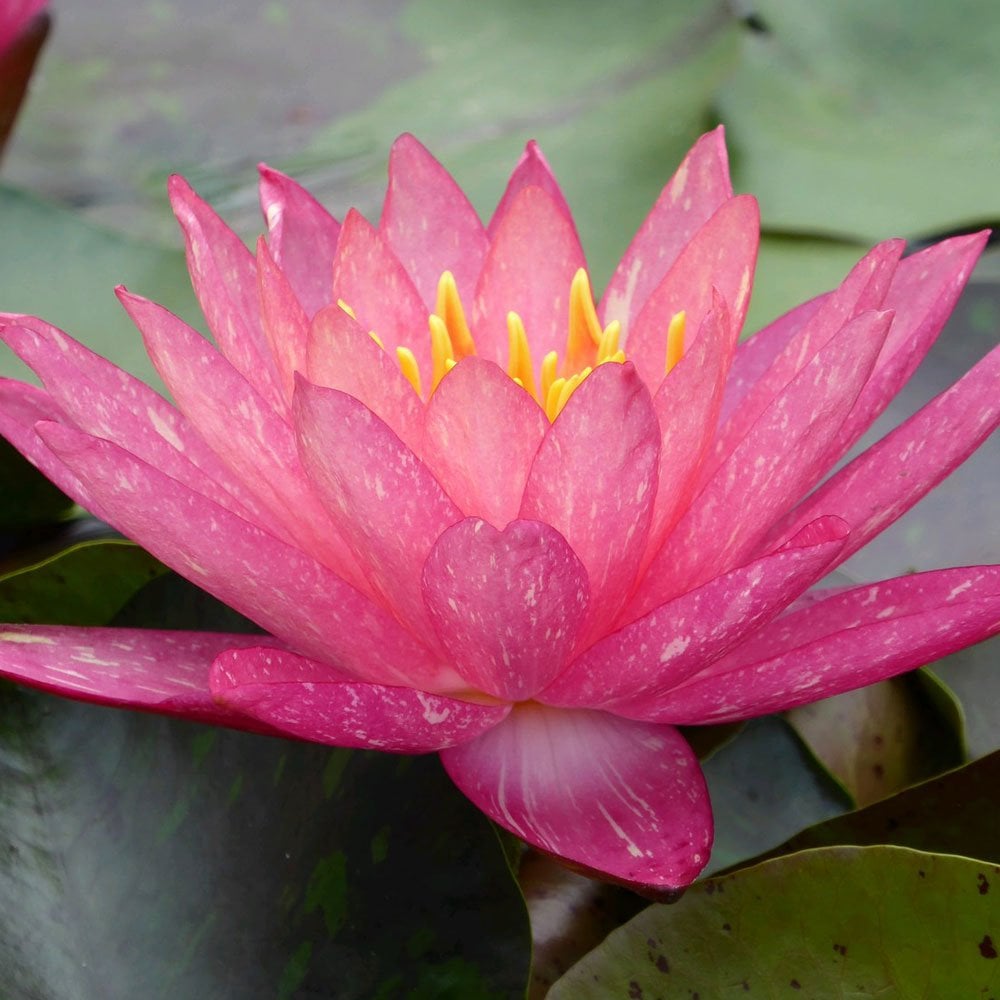 Nymphaea Wanvisa