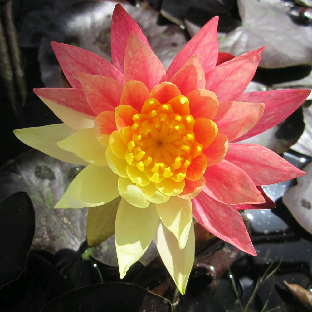 Nymphaea Wanvisa
