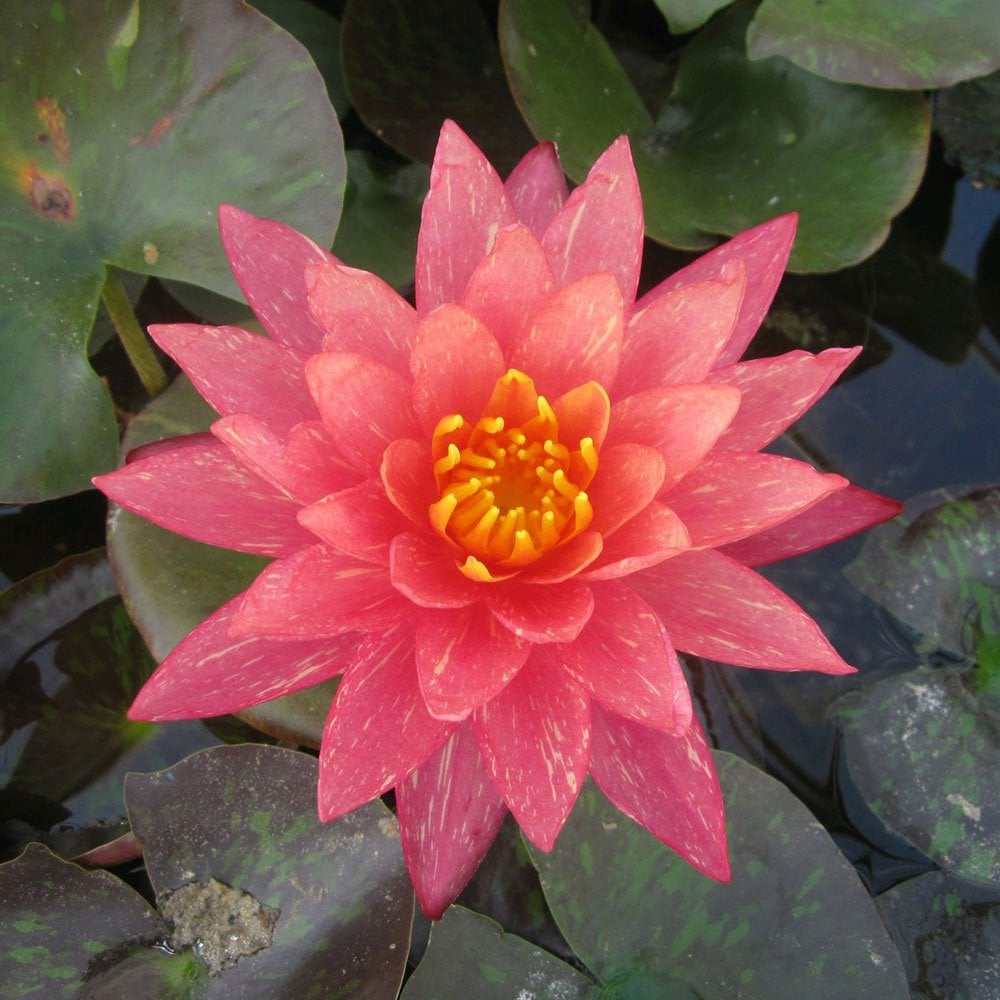 Nymphaea Wanvisa