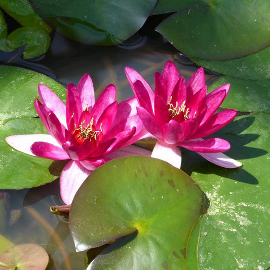 Nymphaea Xiafei
