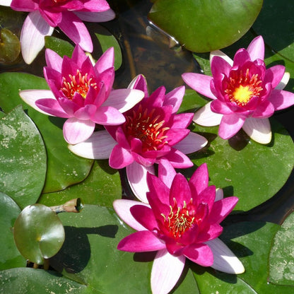 Nymphaea Xiafei