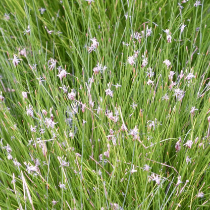 Eleocharis Acicularis - Dwarf Hairgrass