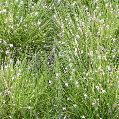 Eleocharis Acicularis - Dwarf Hairgrass