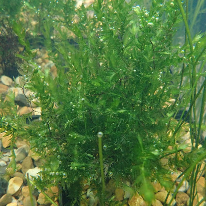 Fontinalis Antipyretica - Willow Moss Bunches (5pk)