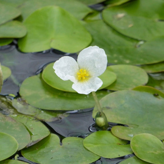 Hydrocharis Morsus Ranae - Frogbit (5pk)
