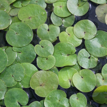 Hydrocharis Morsus Ranae - Frogbit (5pk)