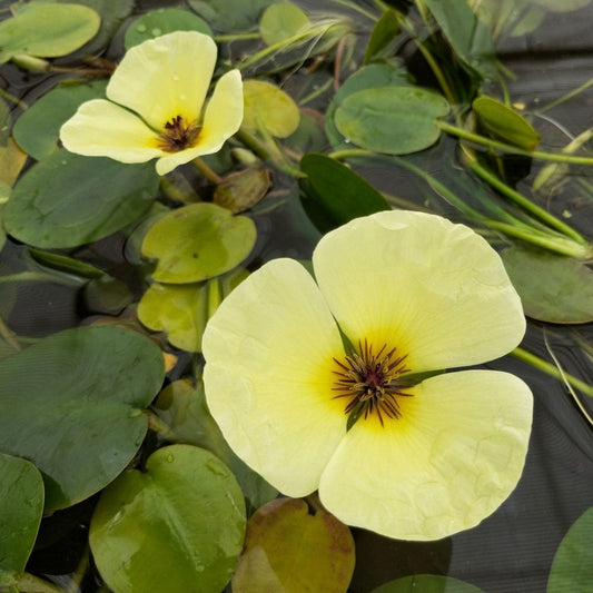 Hydrocleys Nymphoides - Water Poppy (5pk)