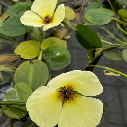 Hydrocleys Nymphoides - Water Poppy (5pk)