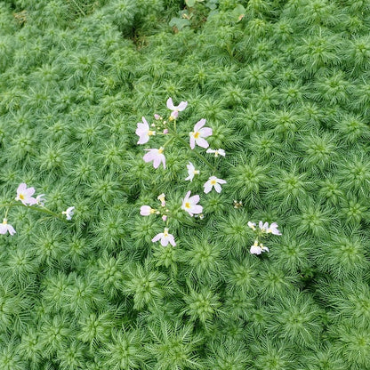 Hottonia Palustris - Water Violet