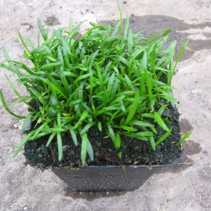 Lilaeopsis Brasiliensis - Brazilian Micro Sword