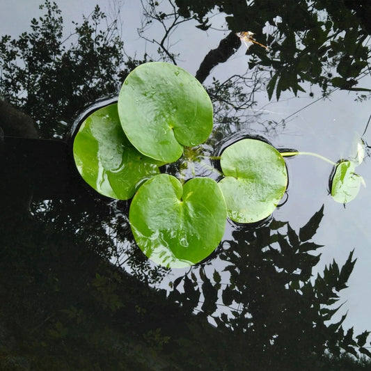 Limnobium Laevigatum - Smooth Frogbit (5pk)